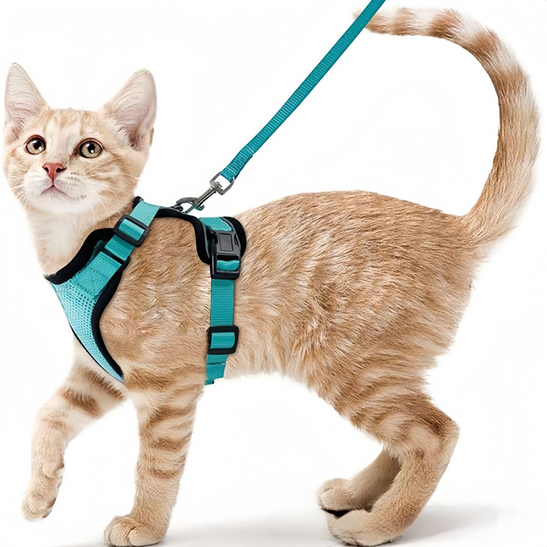 Pet Supplies Amazon - Amazon Haustier-Brustgurt für Katzen, reflektierend, reißfest,