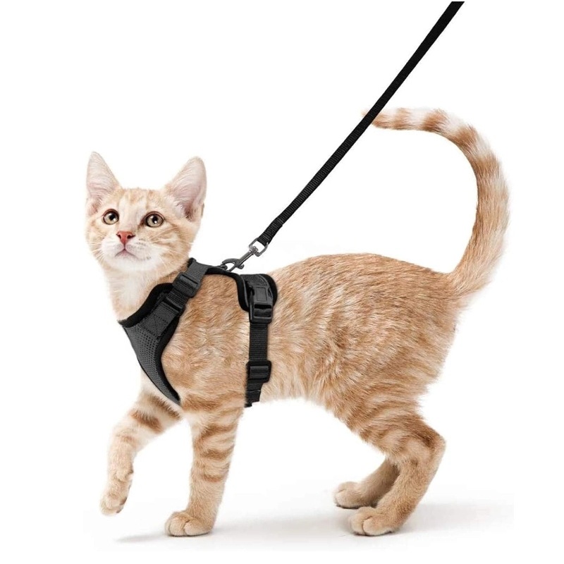 Amazon Haustier-Brustgurt für  – Pet Supplies Amazon Bewertung und Preis
