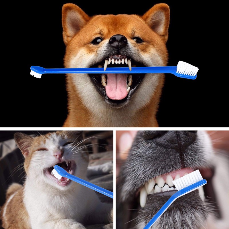 AB66-Hund Mundhygiene-Werkzeug – Dog Paw Cleaner Bewertung und Preis